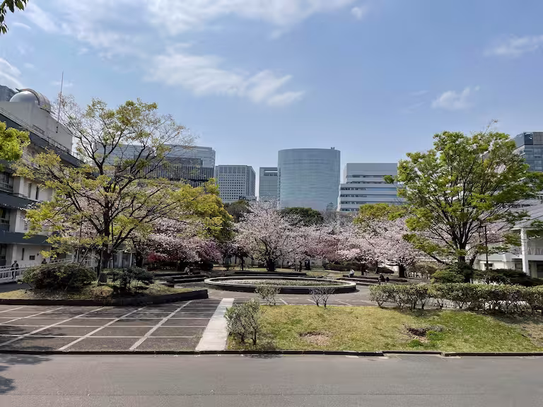 Sakura in campus