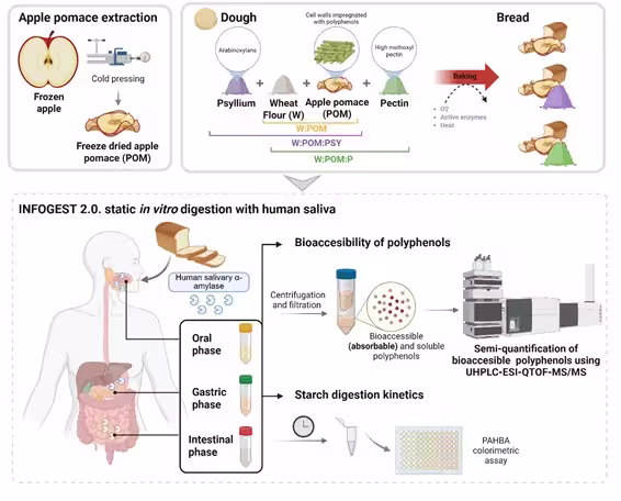 Experimental design and conceptual workflow